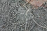 Moroccan Crinoid (Scyphocrinites) Plate #61215-8